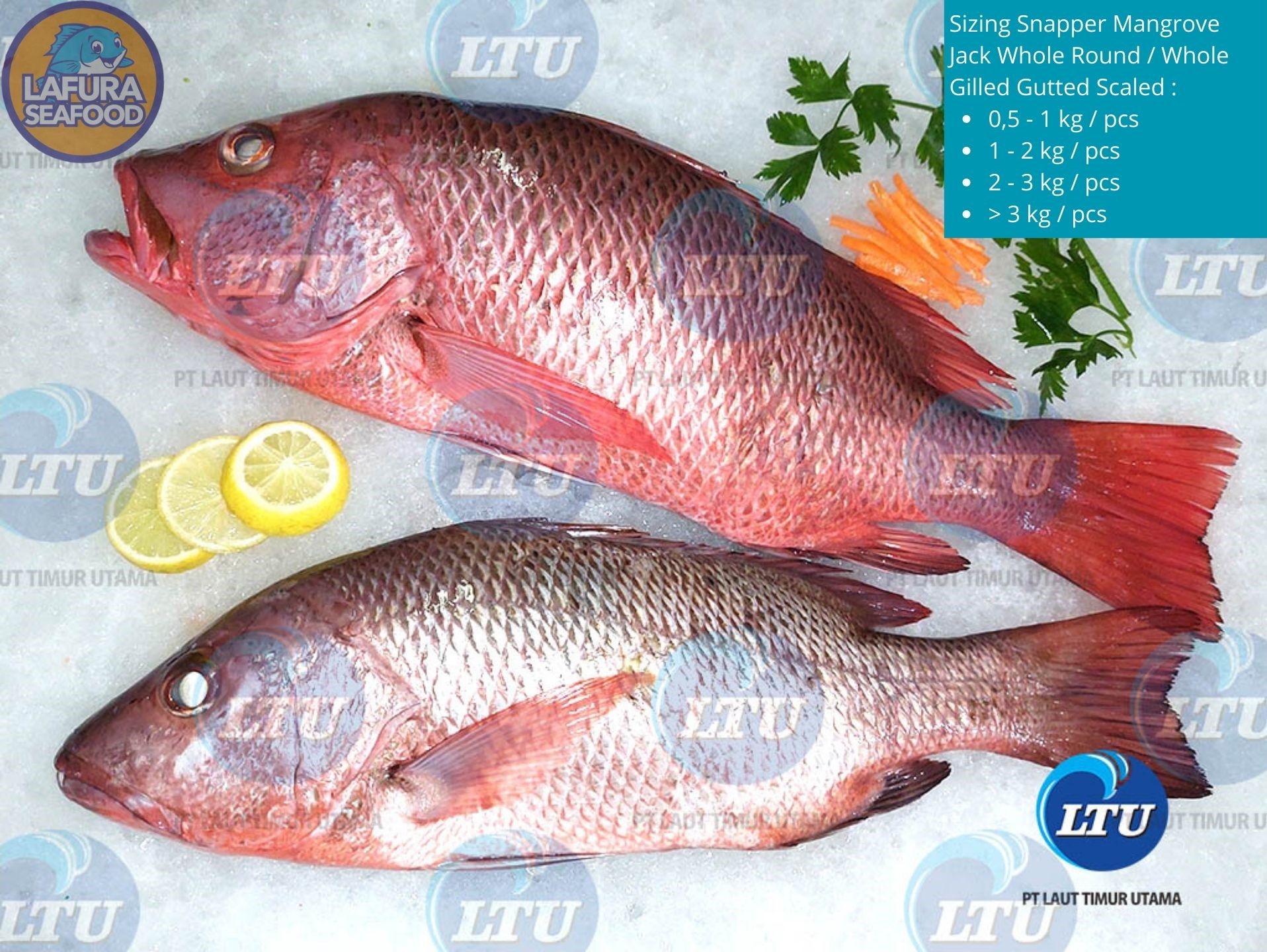 Snapper Mangrove Jack Whole Round / Whole Gilled Gutted Scaled